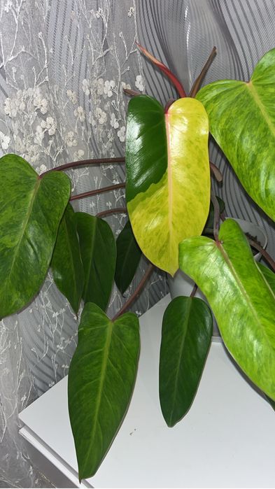 Филодендрон Медуза