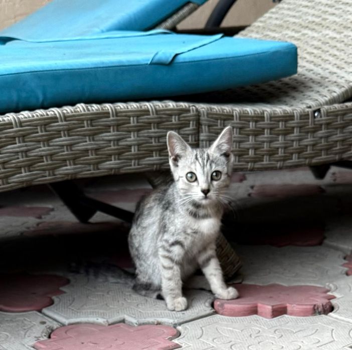 Продаются котята