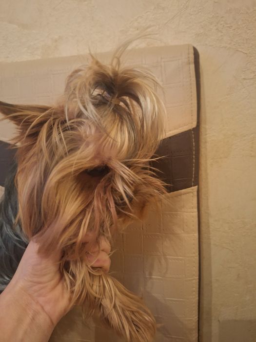 Продавам мъжко йорки