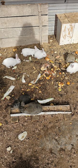 Кролики продам .