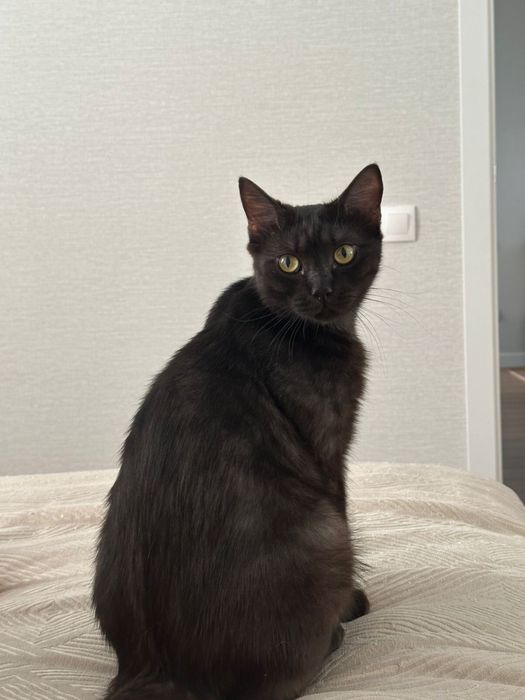 Отдам кота город Астана