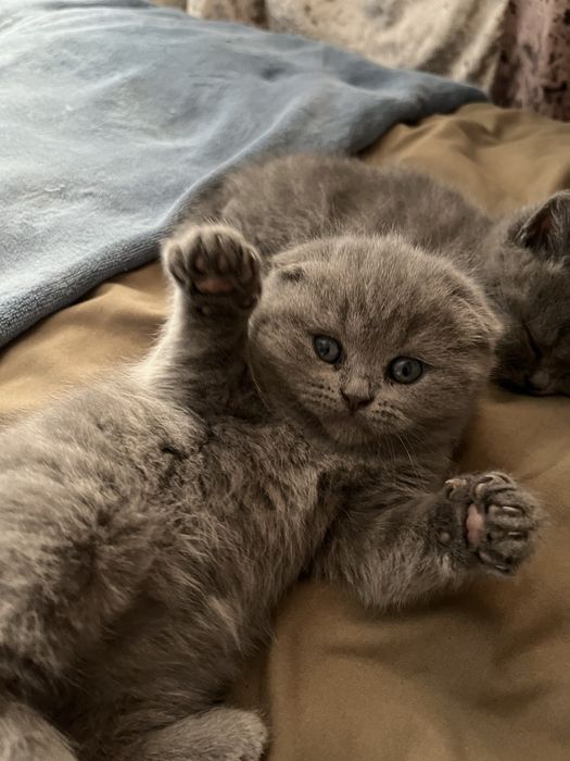 Котеноки шотланские