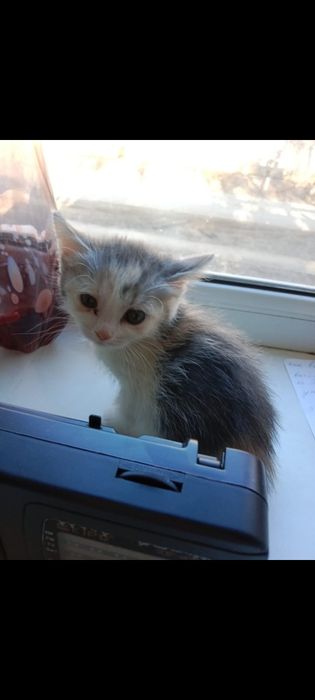 Отдам в добрые руки