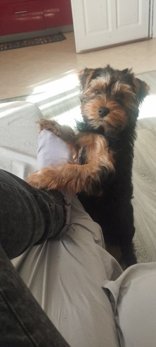 Йоркширски Териер