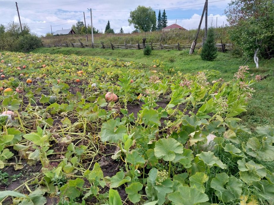 Продам тыкву много