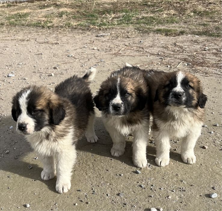 Московская сторожевая щенки