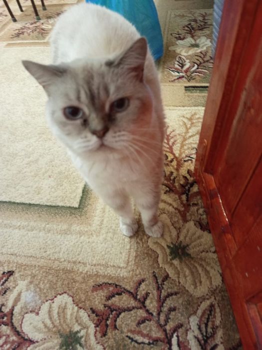 Стерилизованные кошки в дом!