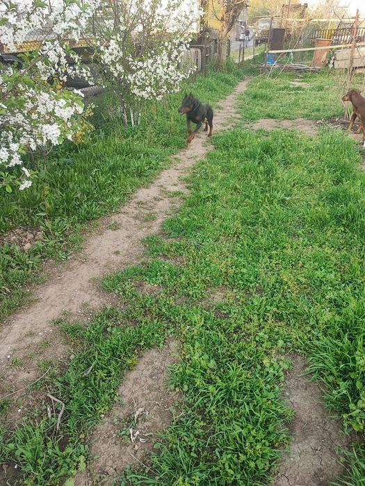 Продаются щенки породы Доберман