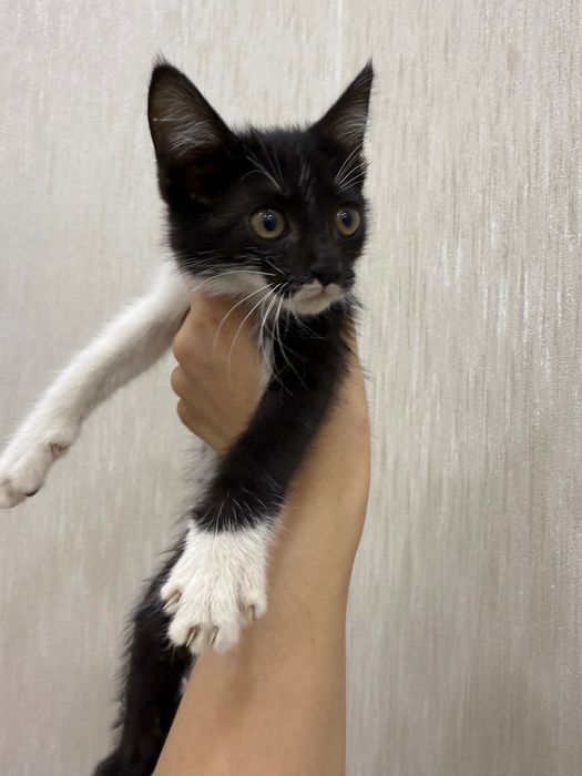 Продается котенок, только в добрые и ответственные руки
