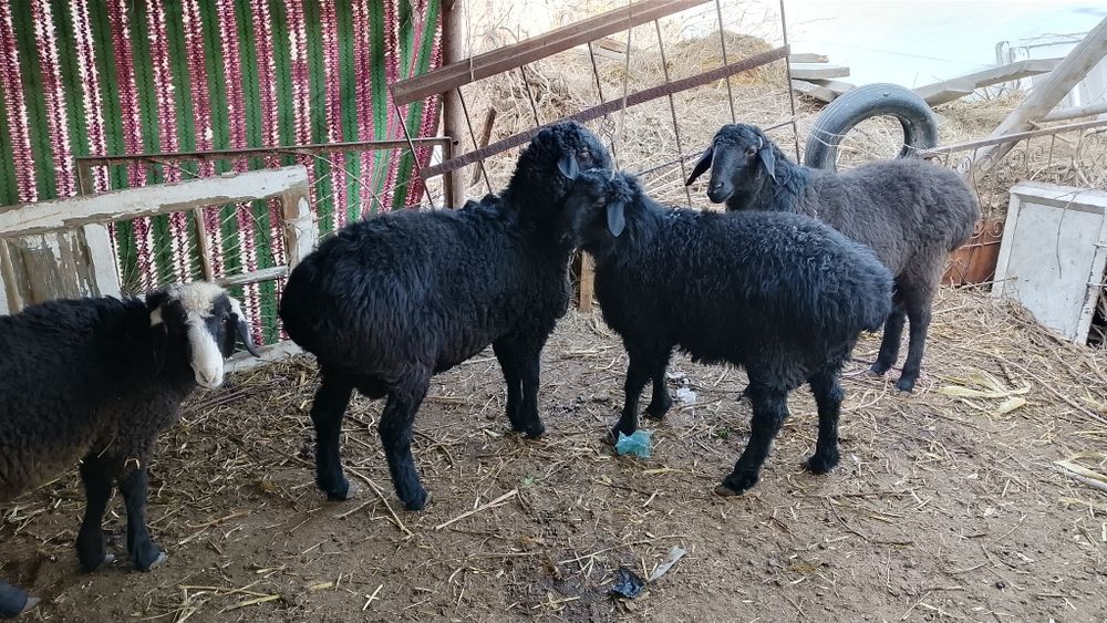 Tagal barralar qazoqi arabi duraga