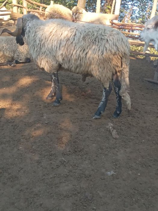de vanzare un tap de rasa si un berbec
