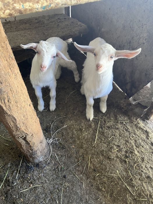 Лақ екеу ақ жетім