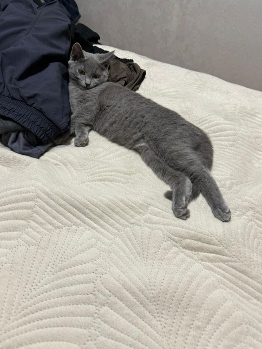 Отдам кота бесплатно