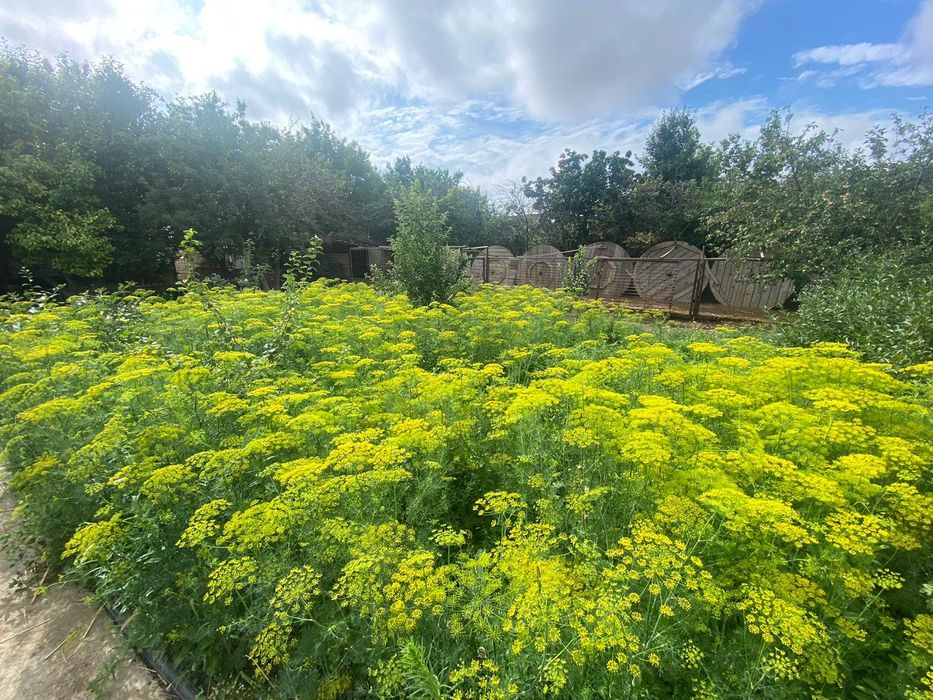 Продается дача на берегу реки мкр Көктем