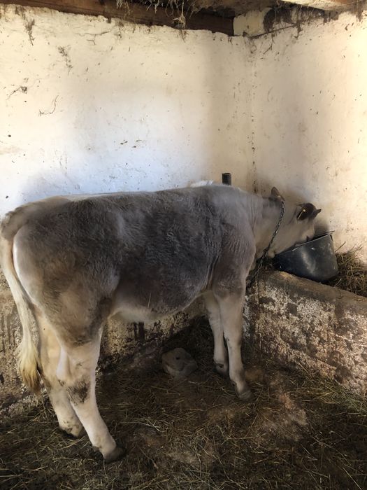 vând junincă 250 260 de kg