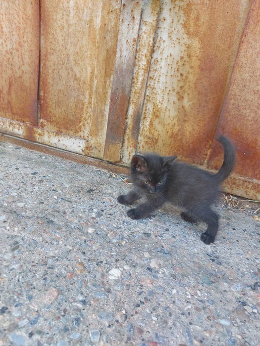 Котята котёнок мысык