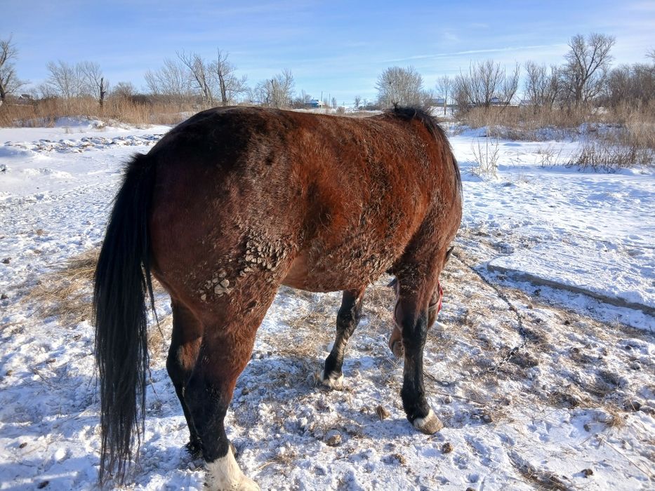 Продам два жеребца