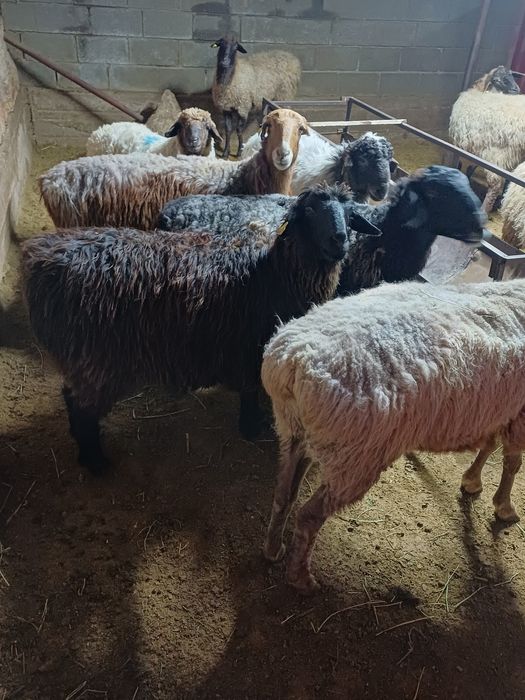 Семиз кой токтылар