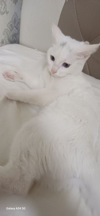 Котёнок турецкая