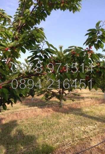 Овощни градини 35дка, капково напояване и инвентар  - код 15664