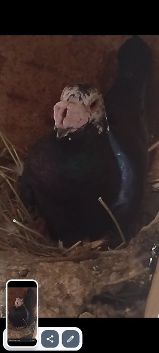 Vând voiajori dragoni