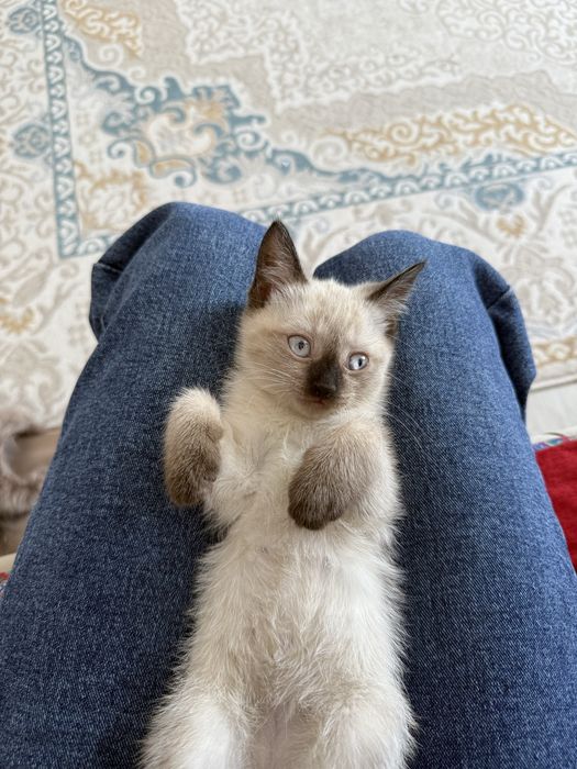 Продам породистого котенка