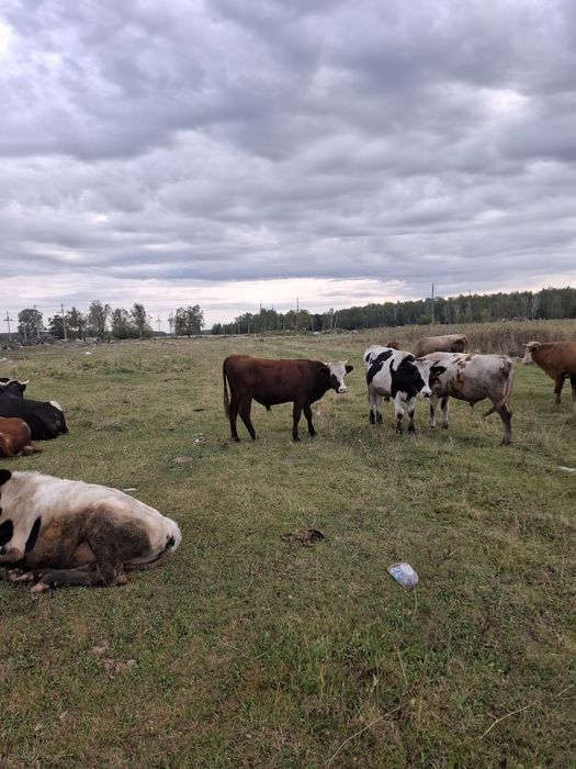 Продам бычков на доращивание