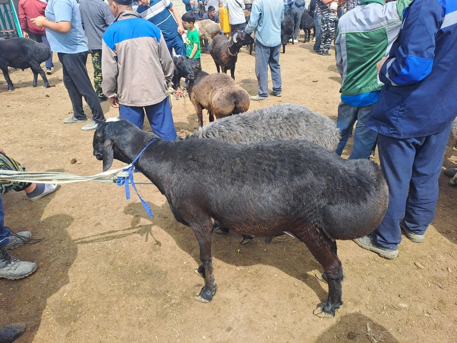 Qurbonlikka qòchqorlar
