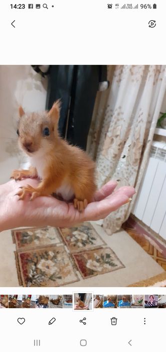 Продается бельчонок