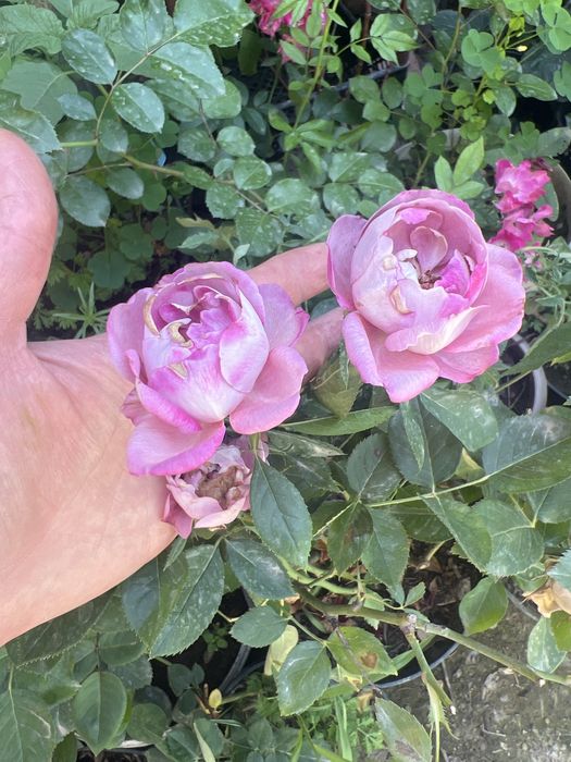 Продам розы в горшках