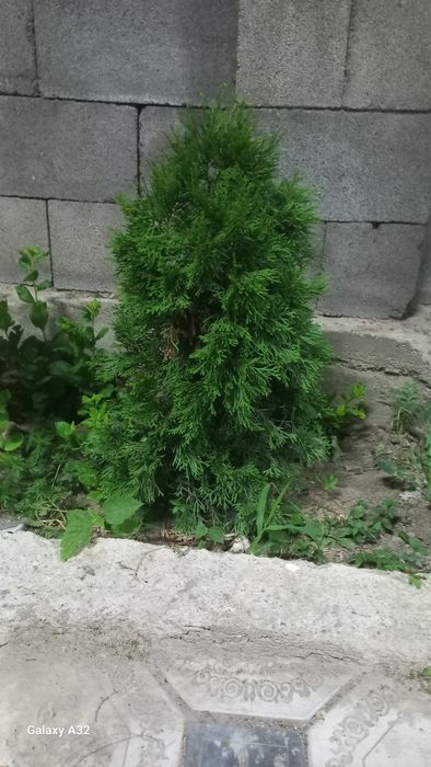 Продается Ель для дачи
