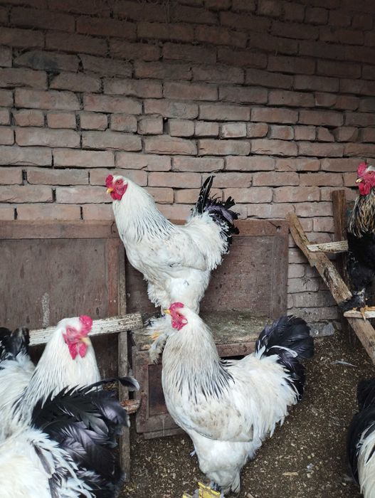 Яйцо светлой Брамы на инкубацию.