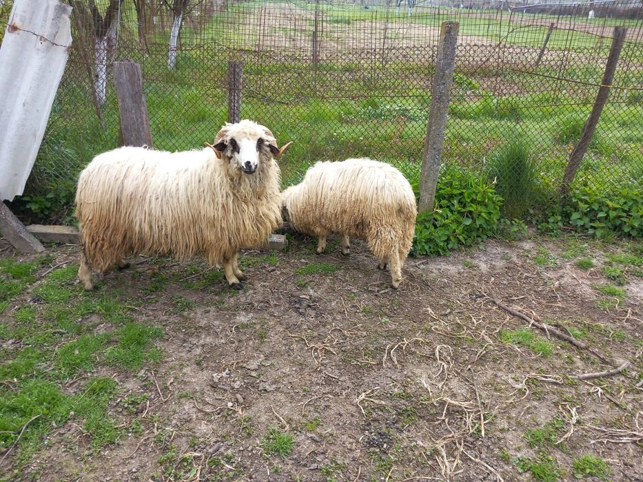 Vand doi berbecuti oachesi