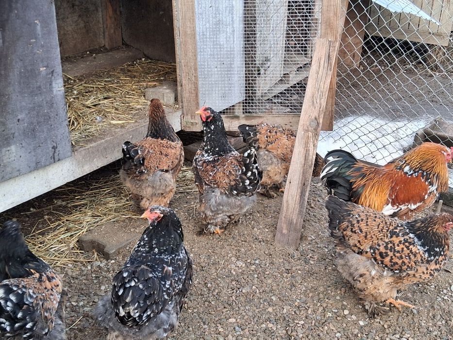 Vând ouă de incubat