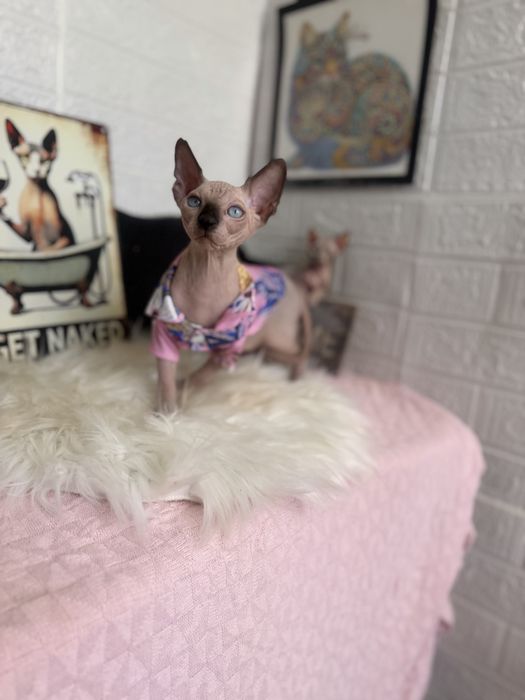 Baietel Sphynx teste si peidgree