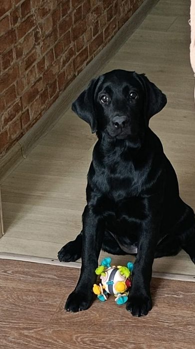 Продам лабрадора