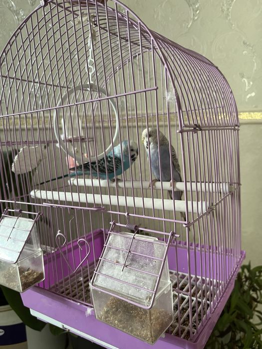 Папугай   Полний камплекти  прадам хароши папугай