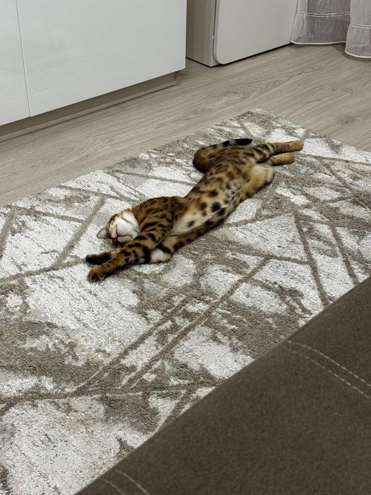 Продам бенгальского кота