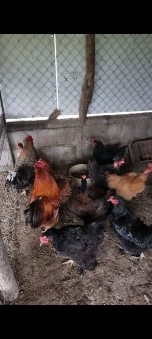 Vand sau schimb  cocosii cu gainii