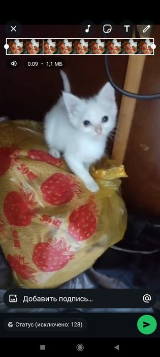 Отдам даром в добрые руки