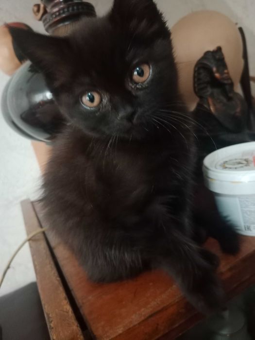 Котенок в добрые руки, девочка