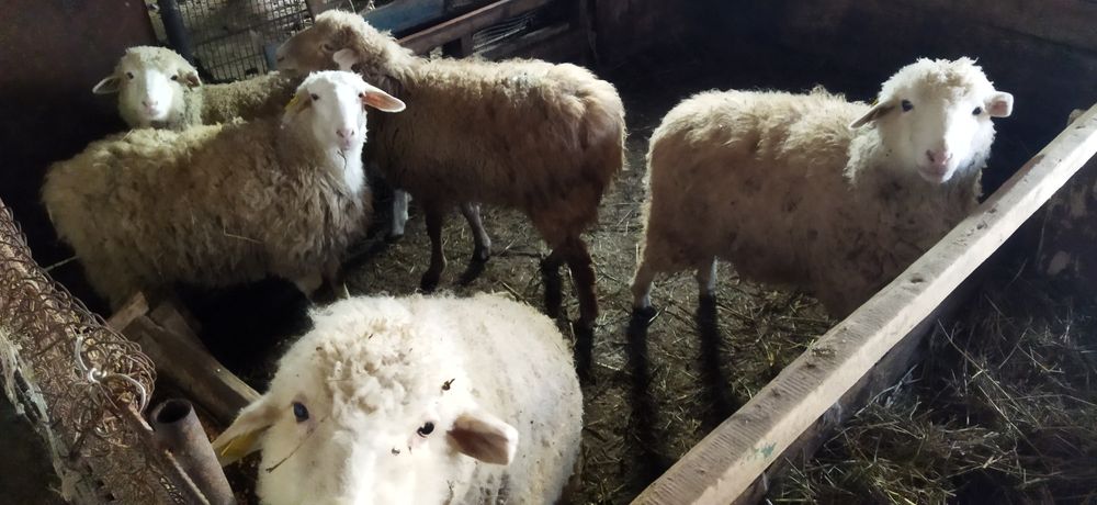 Тоқтылар сатылады!