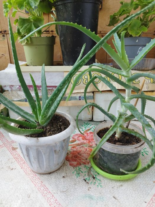 Продам комнатные растения