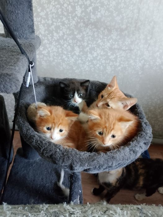 Отдам котят почти 2 месяца