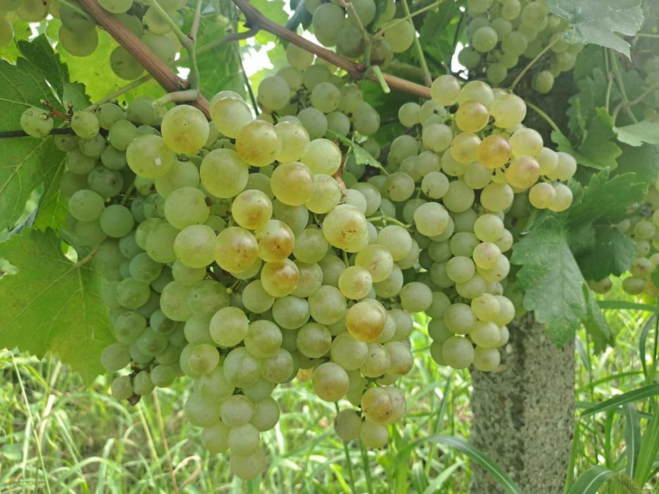 Struguri de vanzare