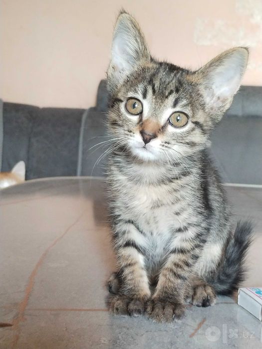 Котенок девочка 2 месяца