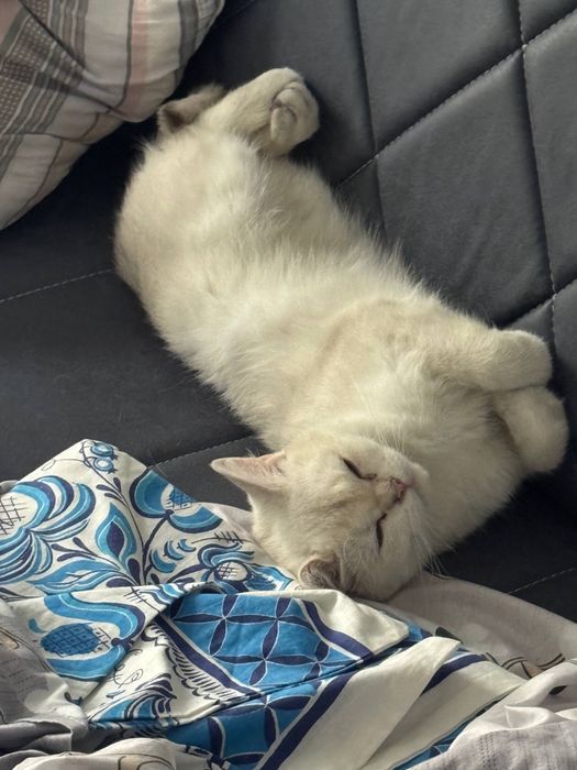 Продается кошка. Серебристая шиншилла. Скоттиш страйт