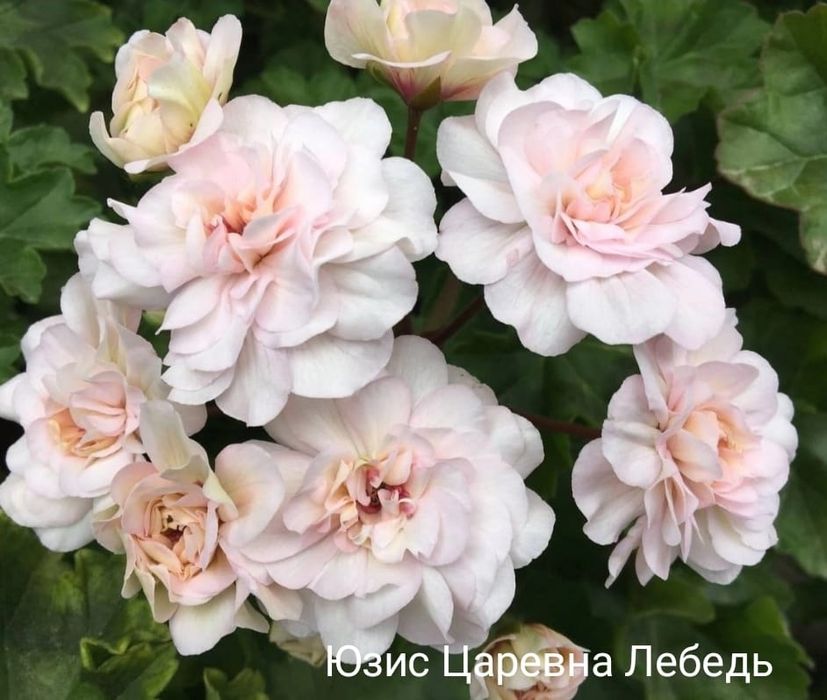 Черенки коллекционных пеларгоний