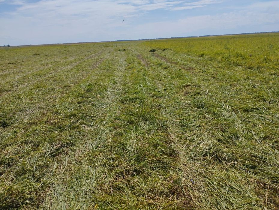 Сено- шөп продам рулоны 150 пресс.