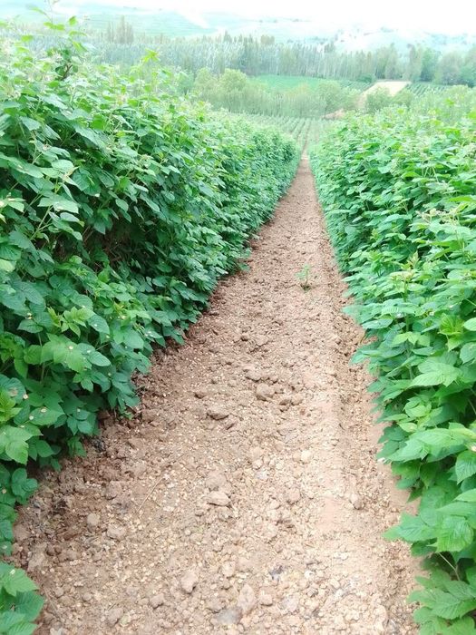 Местные малина кучатлари